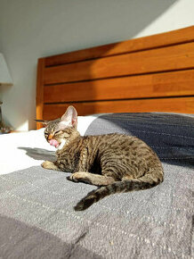 Múdra Devon Rex black tabby mačička s WCF PP