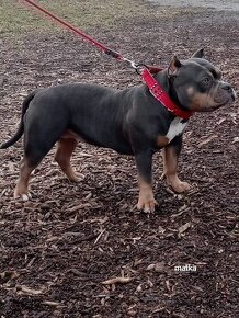 American bully