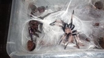 1.0 Chilobrachys natanicharum ADULT