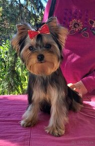 YORKSHIRE TERRIER