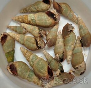 Predam Malaysian Trumpet Snails / Vežovky malajské