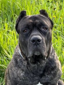 BANDOG,BANDOGGEE MASTIFF,AMERICAN BANDOG MASTIFF NA KRYTIE