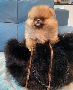 Pomeranian mini