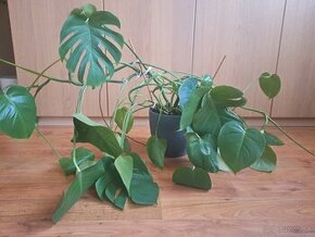 Monstera