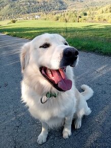 Zlatý retriever