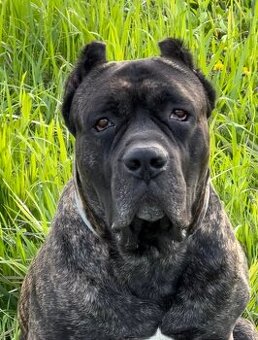 BANDOG,BANDOGGEE MASTIFF,AMERICAN BANDOG MASTIFF NA KRYTIE