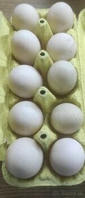 Kačacie vajcia