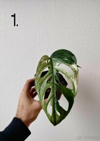 Monstera adansonii variegata - 1