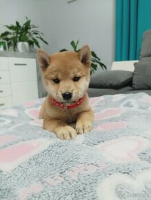 Shiba inu šteniatka