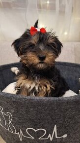 Yorkshire terrier, yorkshirsky terier