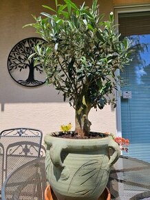 Olivovnik bonsai  olea europaea - 1