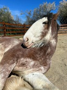 Clydesdale