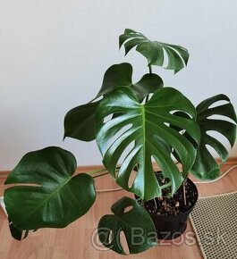 Monstera Deliciosa