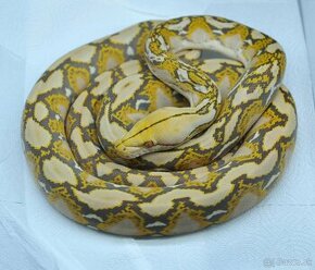 Malayopython reticulatus