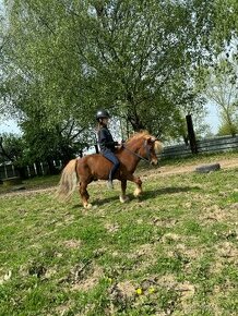 Plemenny žrebec shetland pony