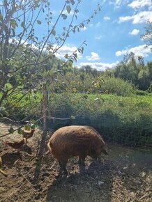 mangalica