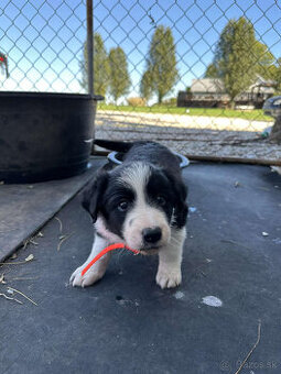 Krásne šteniatka Border Collie