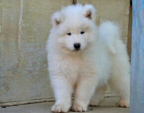 Samojed šteniatka LA TORRE ROJA