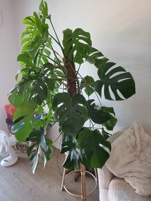 PREDANE Monstera - 1