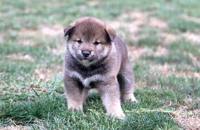 Shiba inu šteniatka s PP