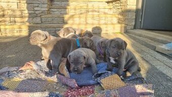 Cane corso šteniatká - 1