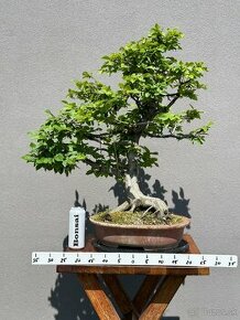 Bonsai Hrab / Carpinus betulus - 1