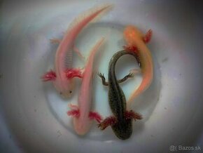 axolotl mexicky - axelot, axik, mlok, vodny dračik na predaj