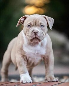 American Bully Pocket top rodokomen - 1