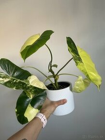 Philodendron Burle Marx variegata