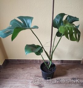 MONSTERA DELICIOSA