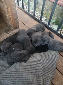 Predám šteniatka Cane Corso + Bandog - 1