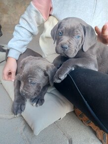 Predám šteniatka Cane Corso + Bandog posledné