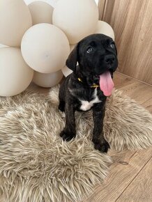 American Bandog