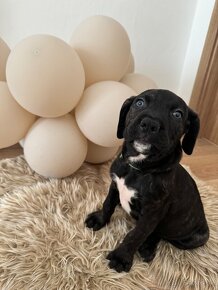 American Bandog