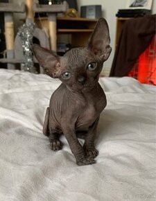 Mačiatka Sphynx na adopciu