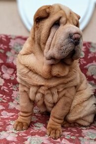 Šarpej, Sharpej, Shar-pei s PP.