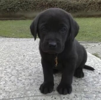 Kúpim šteniatko čierneho labradora