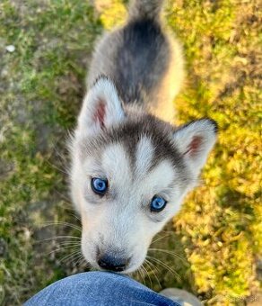 Šteniatka sibírsky Husky - 1