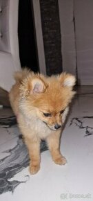 Pomeranian mini