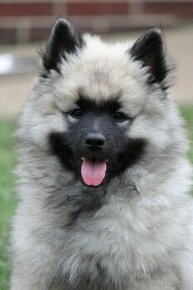 Nemecký špic vlčí / Keeshond s PP FCI - 1