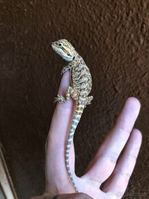 Agama Bradatá (Pogona vitticeps)