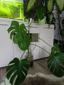 Monstera 110cm