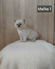 Ragdoll mačiatka - 1