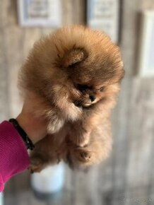 Pomeranian mini Boo