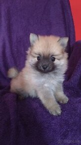 Pomeranian