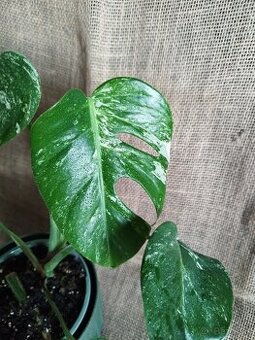 Monstera albo 5