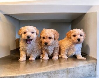 Maltipoo