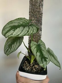 Philodendron plowmanii