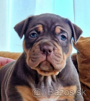 American bully xl