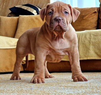 American bully xl